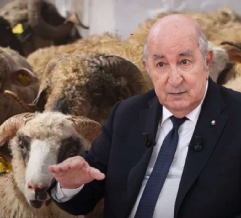 مهنيو القطاع الفلاحي يشيدون بقرار الرئيس تبون القاضي بتسقيف أسعار الأضاحي الرئيس تبون - الأضاحي المستوردة